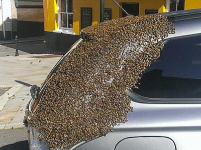 Пчелы два дня преследовали машину, в багажнике которой была их матка