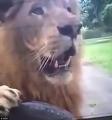 22.06.2017 - Огромный лев напал на автомобиль в сафари-парке